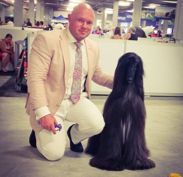 afghan-dog3