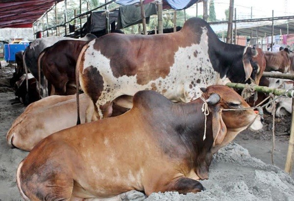 গরু আমদানি