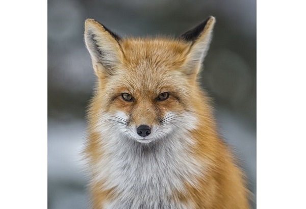 অ্যানি ক্যাজ (যুক্তরাষ্ট্র)