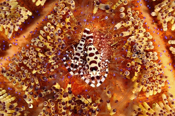 সার্জিও সার্টা (ইতালি)