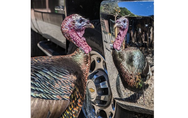 মাইকেল ল্যাম্বি (কানাডা)