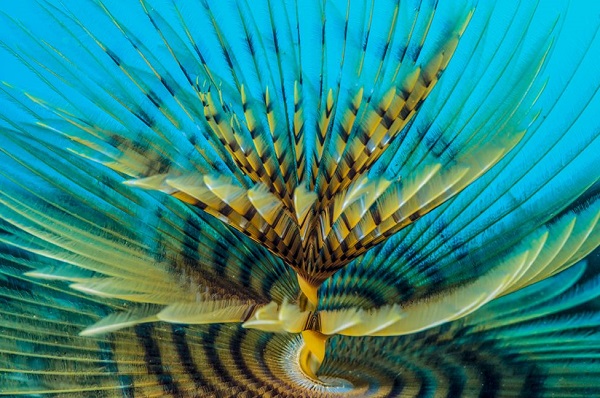 মার্কো গার্গিউলো (ইতালি)