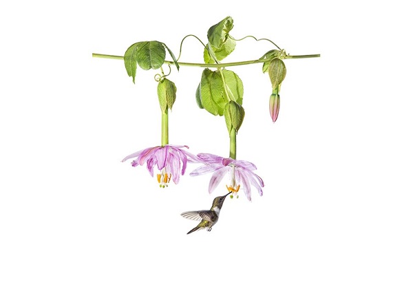 ক্রিস্টোবাল সেরানো (স্পেন)