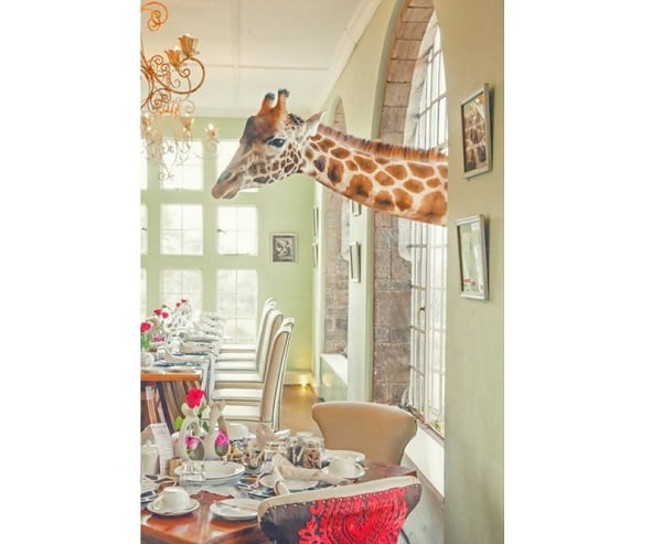 ক্যারি হিল (নিউজিল্যান্ড)