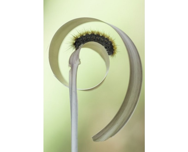 রেইনহোল্ড শ্র্যাংক (অস্ট্রেলিয়া)