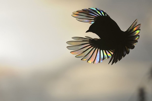 ভিক্টর টাইয়াখট (রাশিয়া)