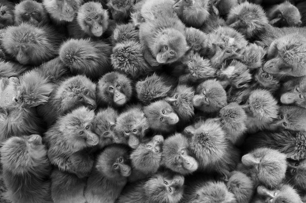 টমাস কোকটা (জার্মানি)