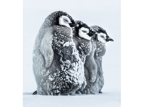 গান্টার রিয়েলে (জার্মানি)