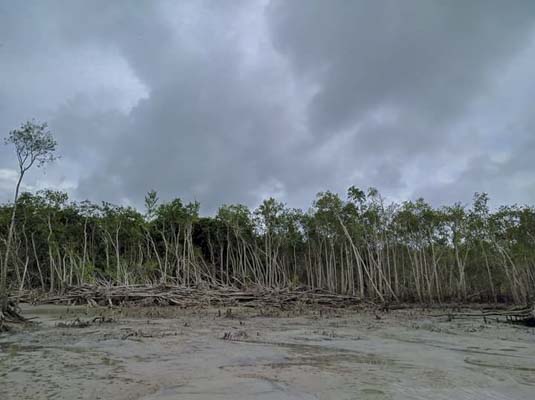 বিধ্বংসী ঘূর্ণিঝড় আইলা ক্ষতিগ্রস্থ করেছিল সুন্দরবনের অনেক গাছ। প্রাকৃতিক দূর্যোগের কারণে যে ক্ষয়ক্ষতি হয়েছিল তারই ধ্বংসাবশেষ এর প্রমাণ রয়ে গেছে এখনো প্রকৃতির বুকে।