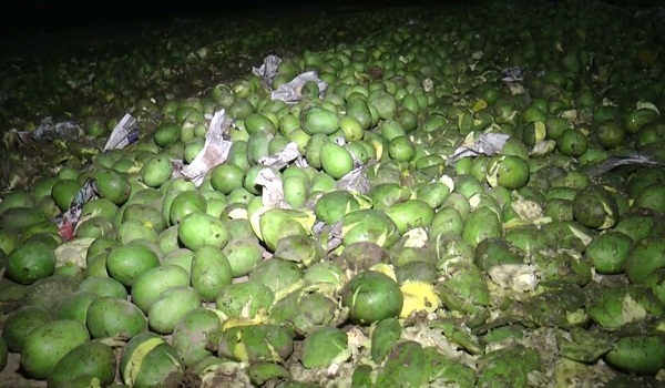 আম উৎপাদন