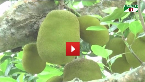 ব্রাহ্মণবাড়িয়ায় কাঁঠালের ভালো ফলন