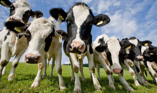 কাতার-গরু