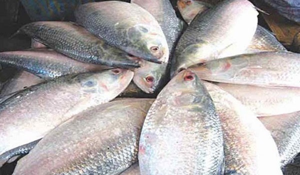 ইলিশ মাছ