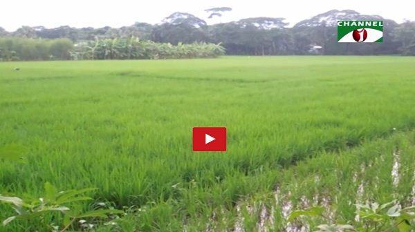 বীজ সংকট