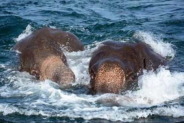 হাতি উদ্ধার