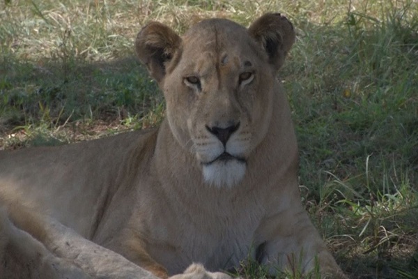চিতার বাচ্চা
