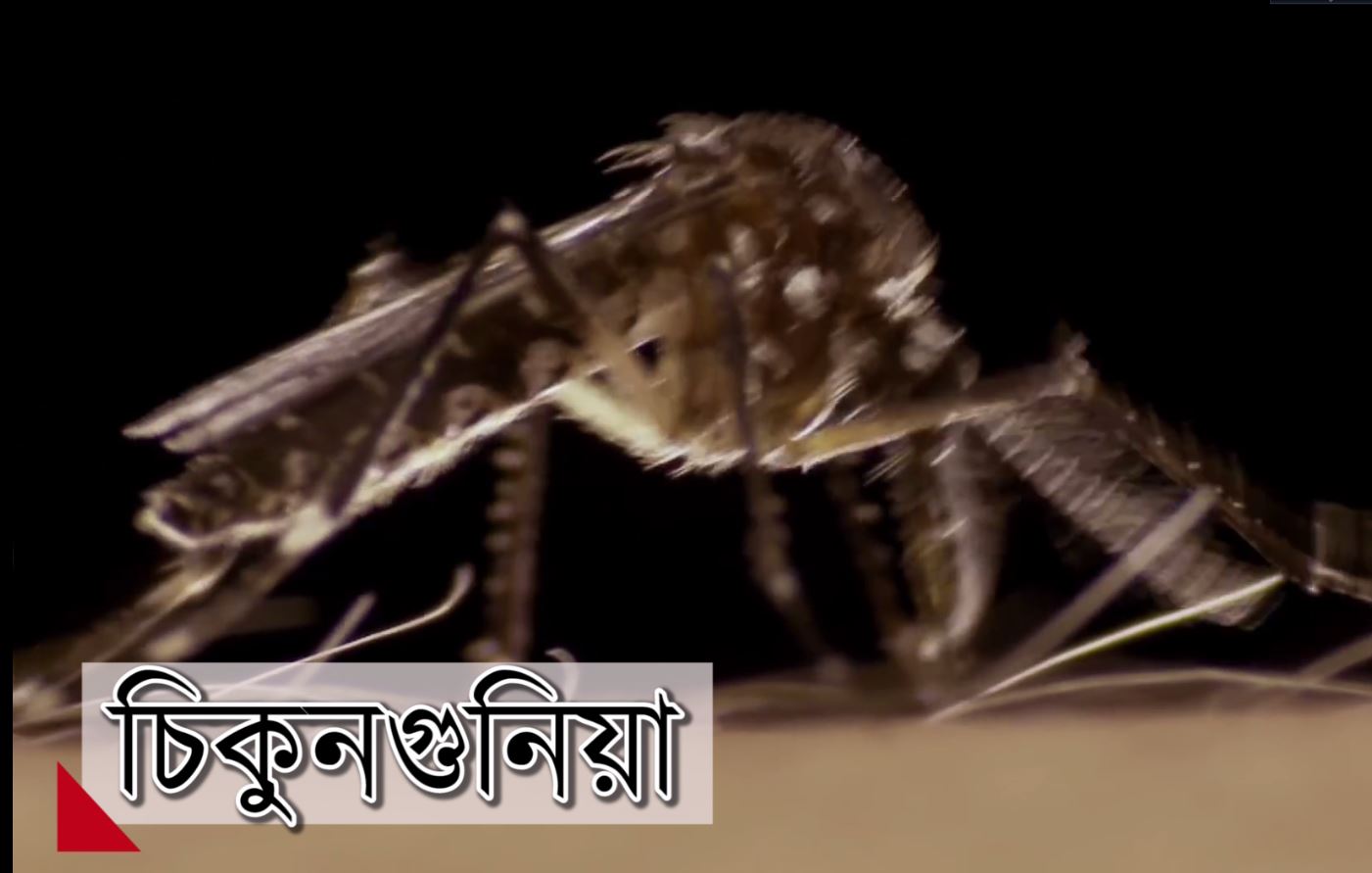 চ্যানেল আই অনলাইনের সাথে চিকুনগুনিয়ার প্রভাব ও প্রতিকার নিয়ে কথা বলেন ড. মীরজাদী সেব্রিনা ফ্লোরা ,পরিচালক আই ই ডি সি আর অধ্যাপক ডাঃ এ, কে, এম আমিনুল হক, প্রাক্তন অধ্যাপক (মেডিসিন) ঢাকা মেডিকেল কলেজ হাসপাতাল এবং সাহিদা সুলতানা, সাইকোলজিক্যাল কাউন্সেলর।