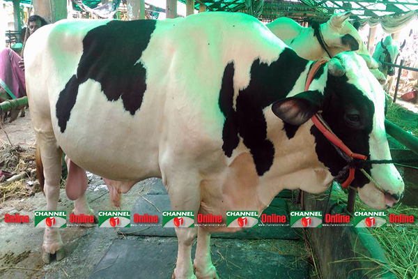 শামলানো মুশকিল বলে তার নাম ডন।