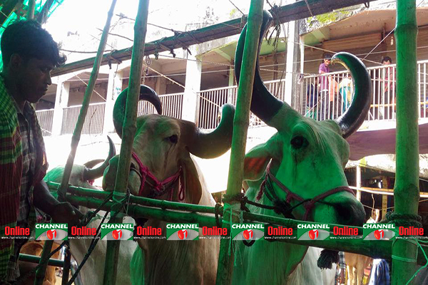 প্রায় আড়াই ফিট লম্বা আর বাঁকা শিং এর কারণে তার নাম বাহুবলি।