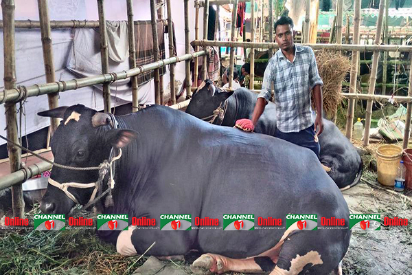 পাগলুর দাম চাওয়া হচ্ছে ১৫ লাখ। পাশের ‘ছোট’ বাহুবলির খালাতো ভাই।
