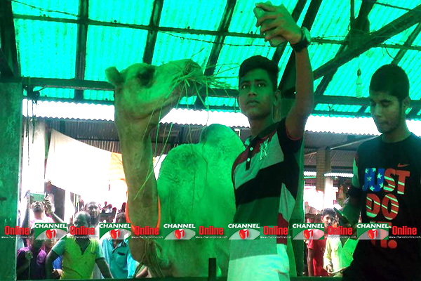 উটের সঙ্গে সেলফি। 