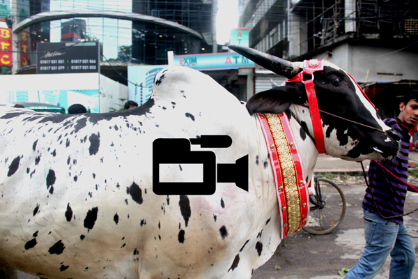 চাহিদা অনুযায়ী পশুর পর্যাপ্ত উপস্থিতি