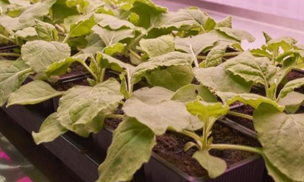 তামাক গাছের পাতা থেকে তৈরি হবে সব রোগের টিকা!