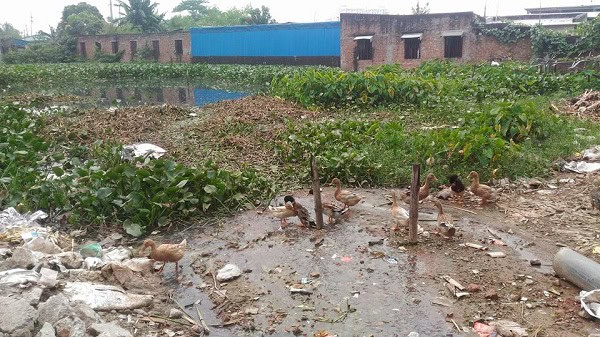 জলাবদ্ধতার দরুণ কচুরিপানায় ভরে গেছে।