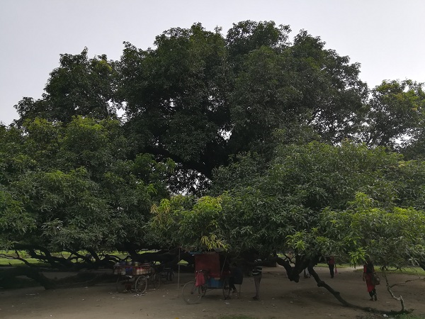 বালিয়াডাঙ্গীর সূর্যপুরী আমগাছ-গাছ