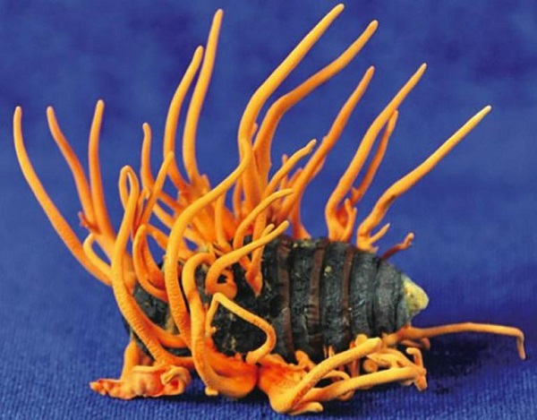 ফাঙ্গাস