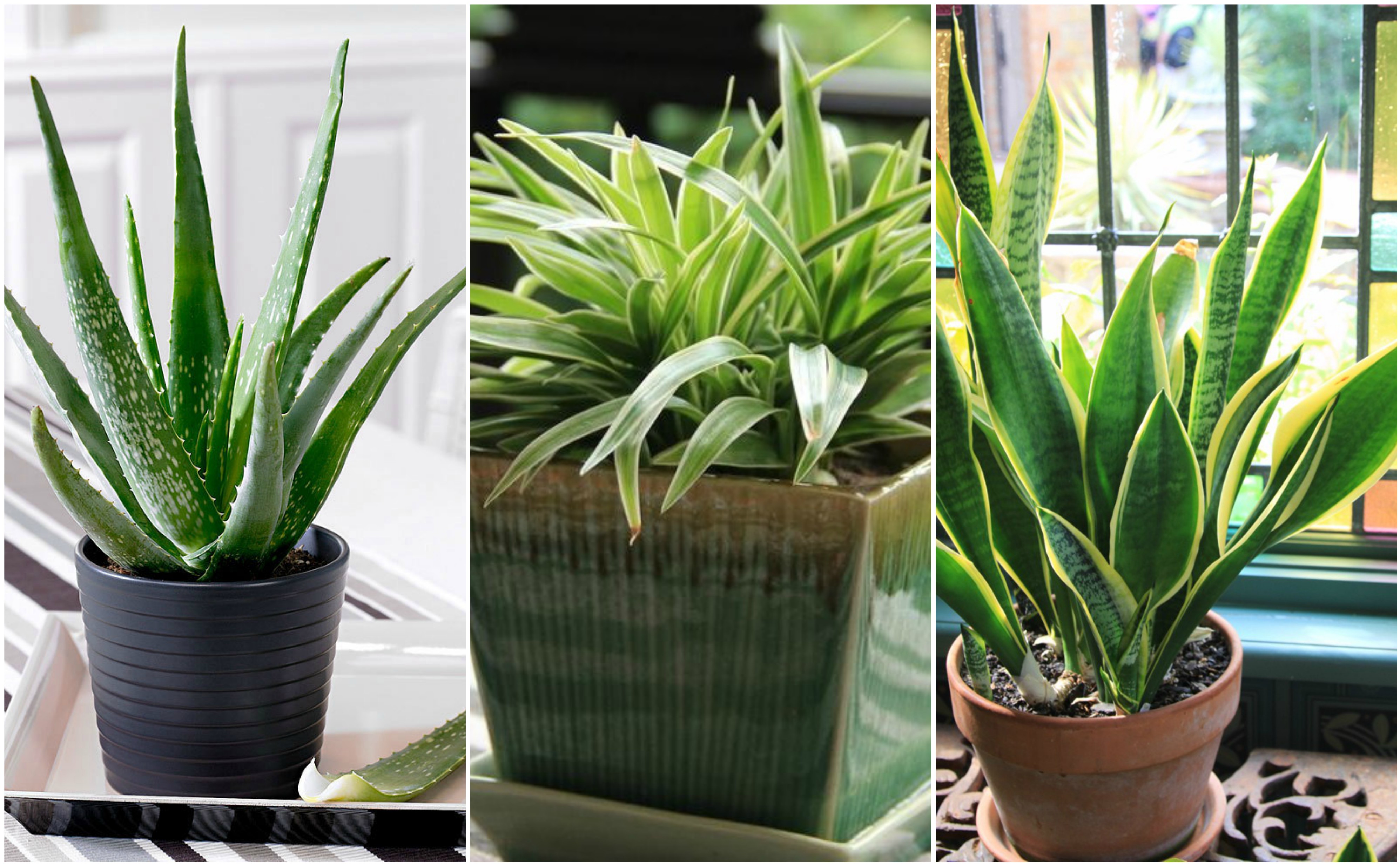 ঘরের গাছ