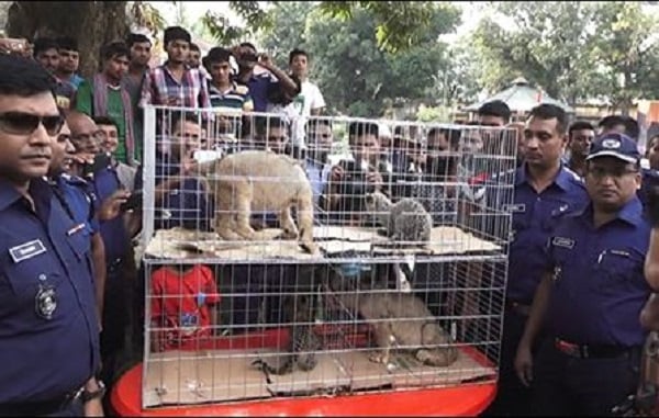 যশোরে প্রাডো গাড়ি থেকে উদ্ধার হলো বাঘ-সিংহের বাচ্চা