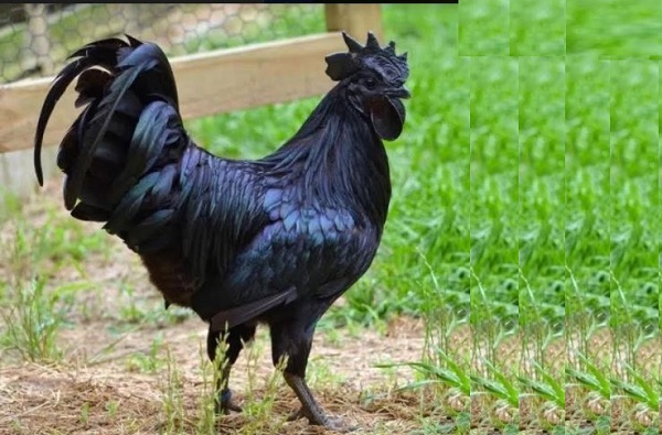 মুরগি