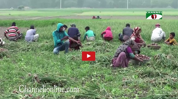 শরীয়তপুর-আগাম পেঁয়াজ উত্তোলন