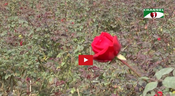 Savar-Rose