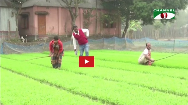 আদর্শ বীজতলা ও ভার্মি কম্পোস্ট সার