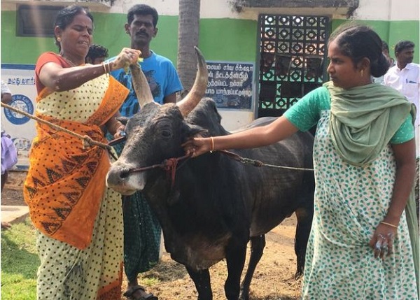 bull 1