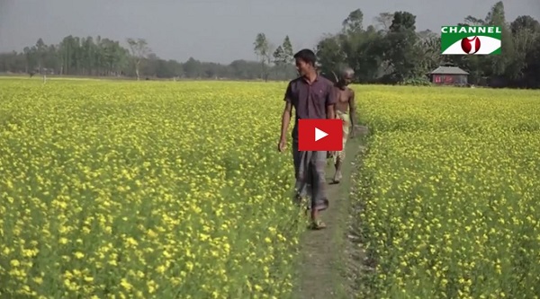 সরিষা