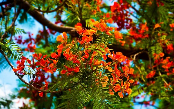 বসন্ত-ফুল-কৃষ্ণচূড়া-ফাল্গুন