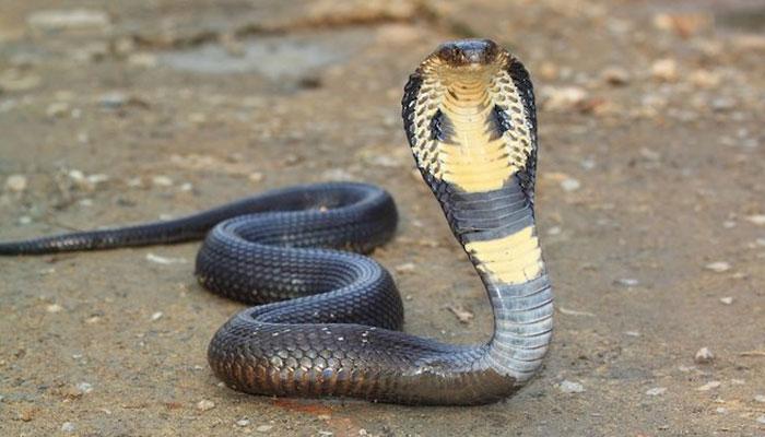 বাংলাদেশের বিভিন্ন প্রজাতির সাপ বর্তমানে বিপন্নের তালিকায়