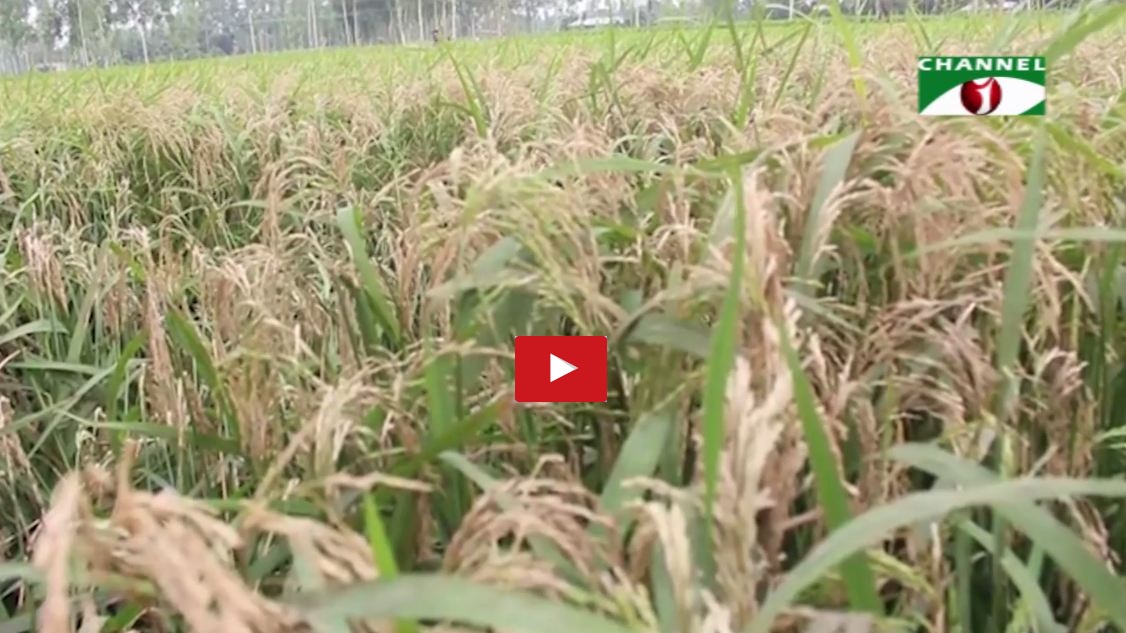 বোরো ধান-ব্লাস্ট-গাইবান্ধা