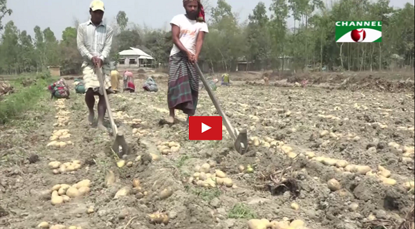 আলুর ফলন