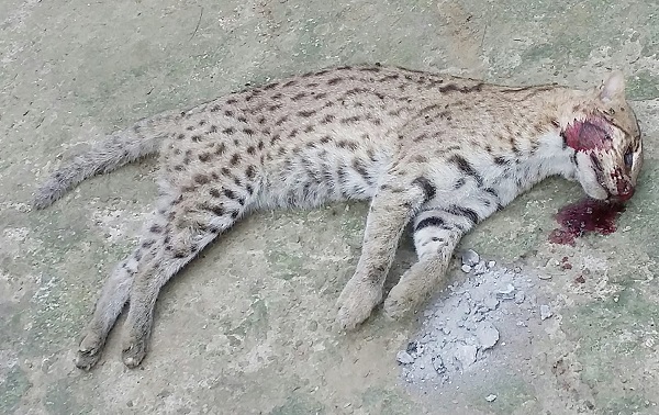 চিতাবাঘ