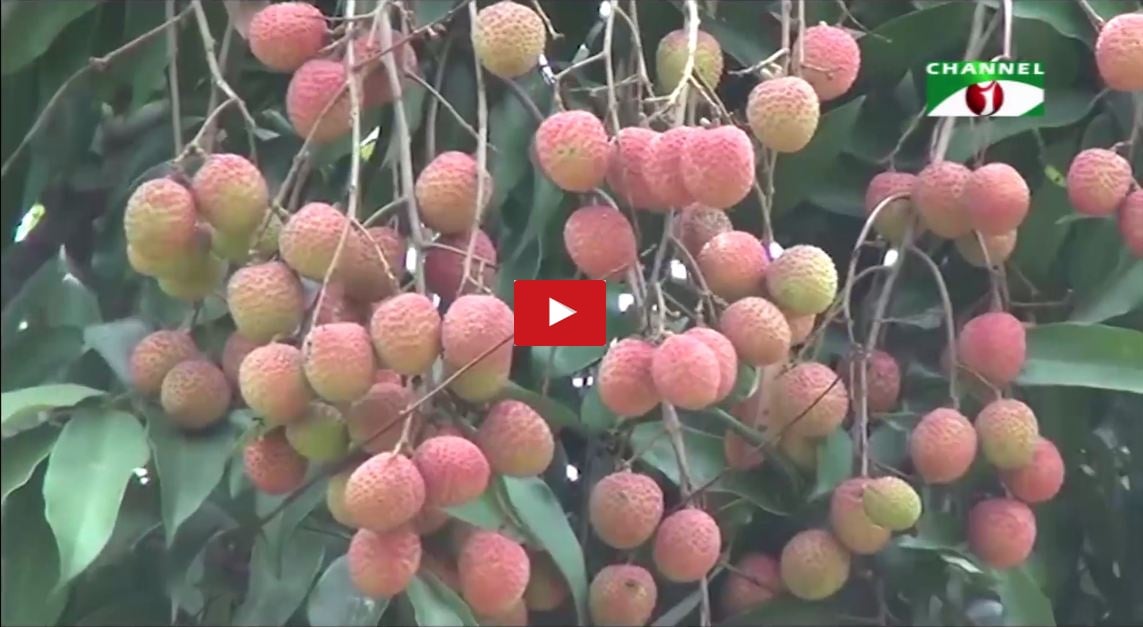 লিচু-জামালপুর-জামালপুরে রসালো লিচুতে ছেয়ে গেছে বাগানগুলো