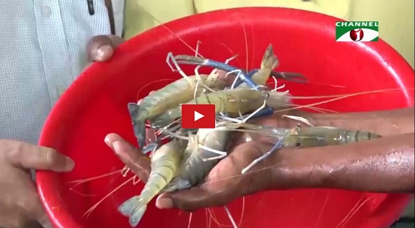 কুড়িগ্রাম-চিংড়ি চাষ