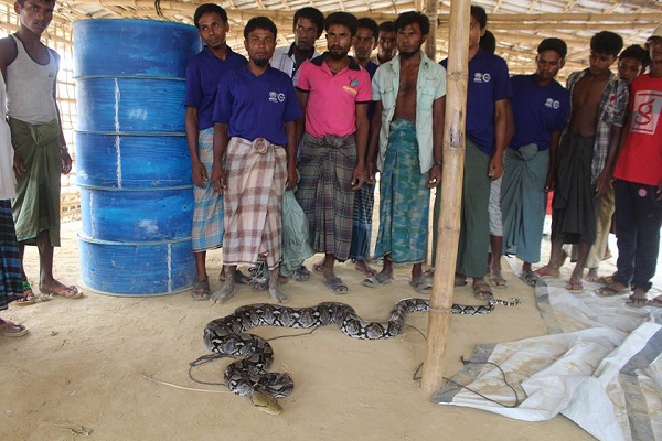 অজগর
