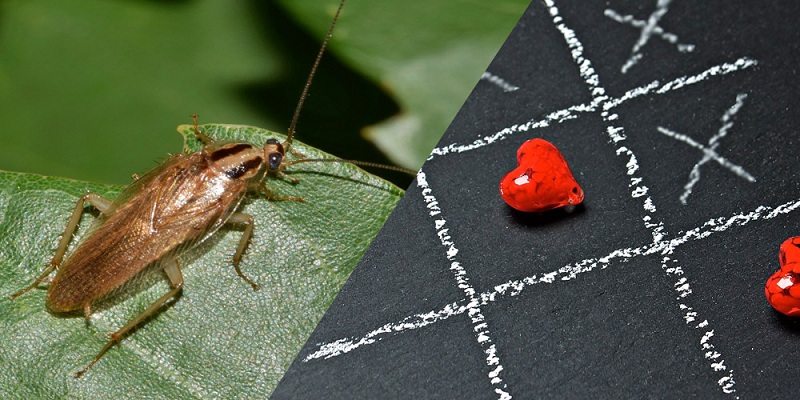 তেলাপোকা