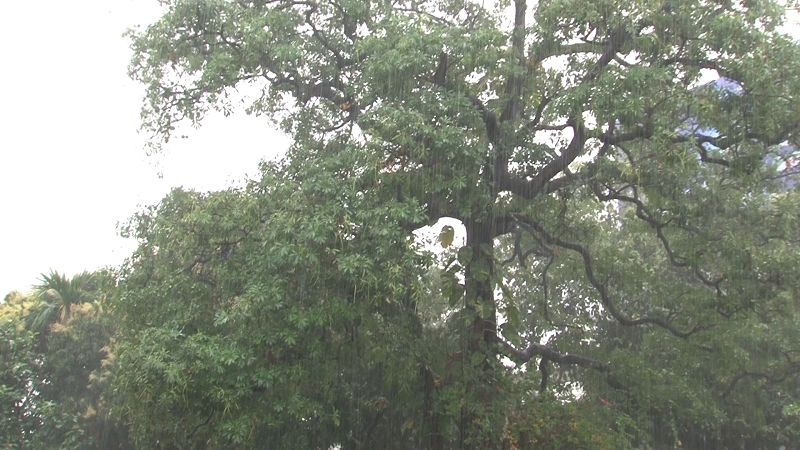 ফাল্গুন-ঝড়বৃষ্টি-বৃষ্টি-বৃষ্টির সম্ভাবনা