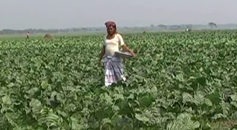 তামাক চাষ