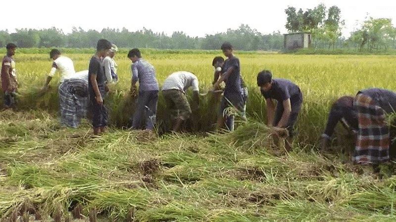 কৃষকের পাকা ধান-স্বেচ্ছাশ্রম